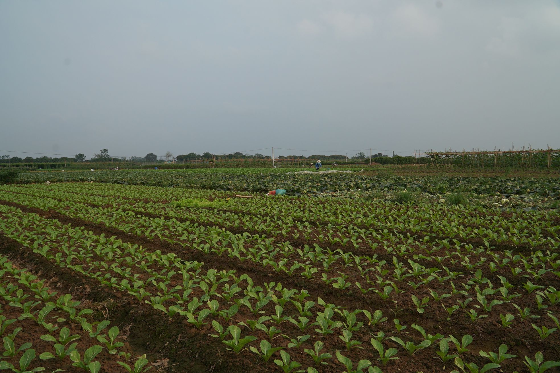 Trải nghiệm nông nghiệp